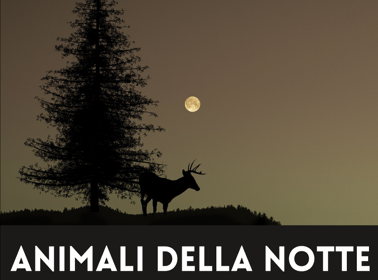 Animali della notte 