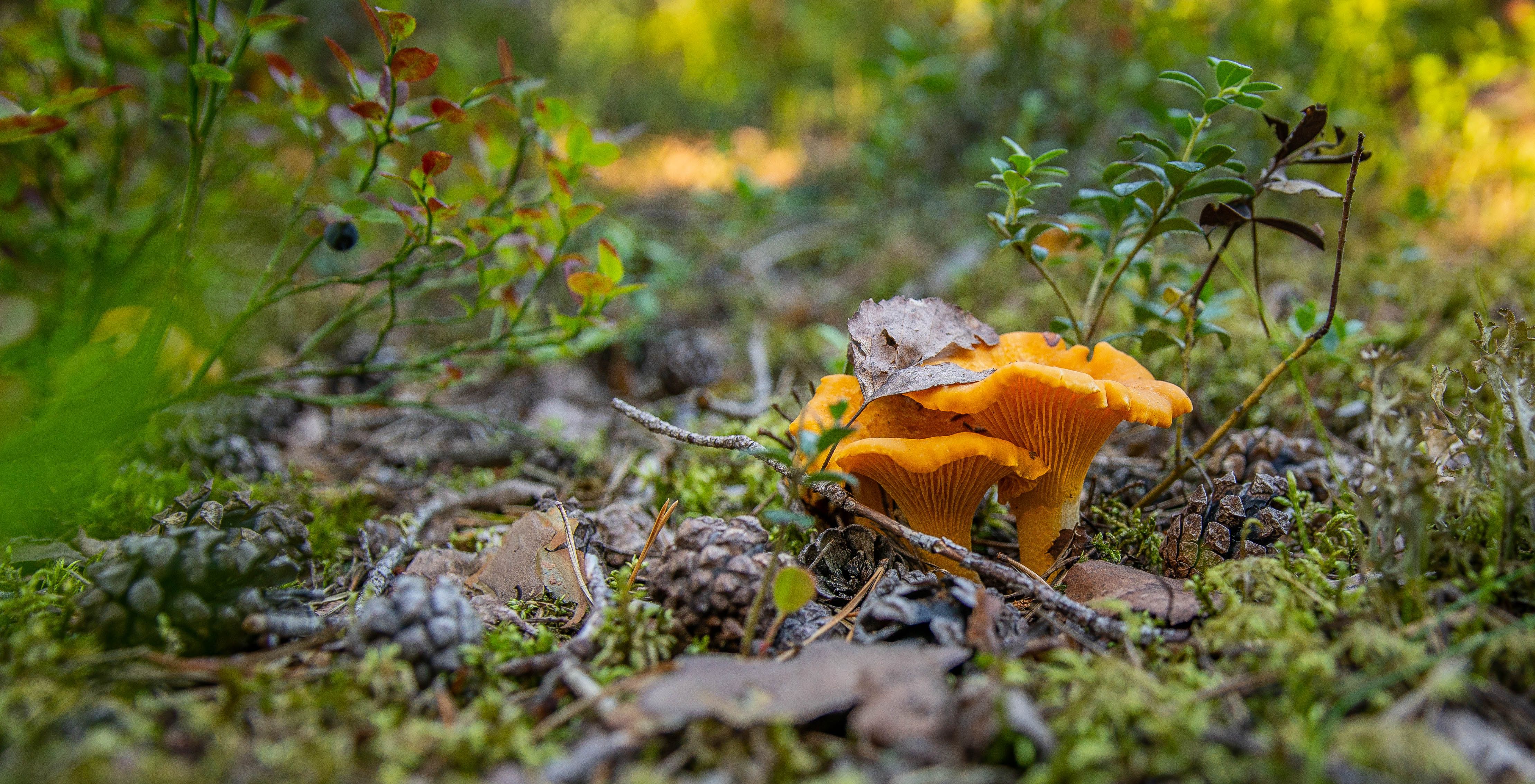 Andar per funghi con il micologo
